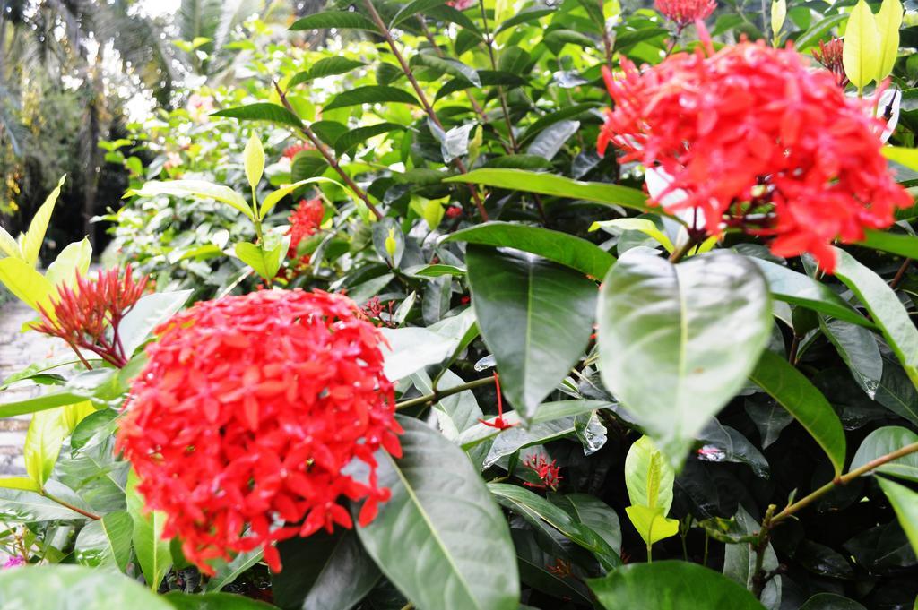 Chitwan Paradise Hotel Sauraha Zewnętrze zdjęcie